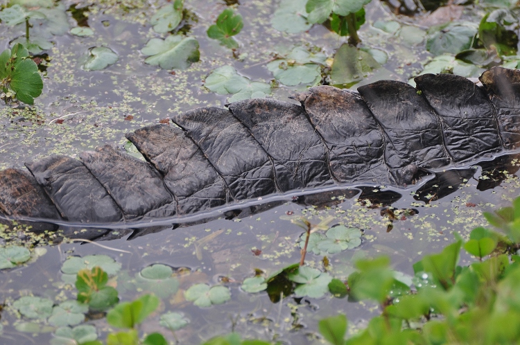 the American alligator